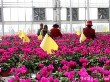 扬州高邮：每天发货30万株，花工厂绽放乡村振兴致富花