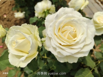 十一朵白玫瑰的花语和寓意