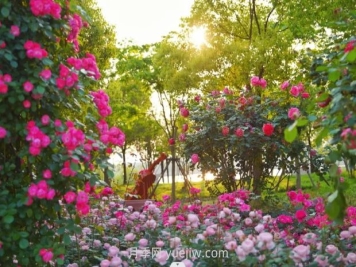 上海前滩休闲公园，月季花海盛景等你赏